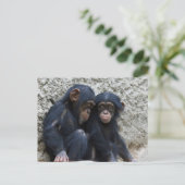 Schimpanse 002 postkarte (Stehend Vorderseite)