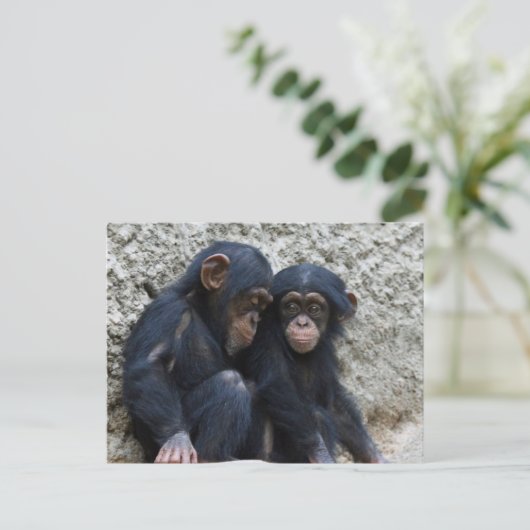Schimpanse 002 postkarte (Stehend Vorderseite)