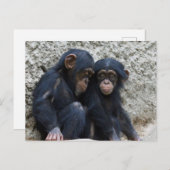 Schimpanse 002 postkarte (Vorne/Hinten)