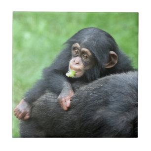 Schimpanse 005 fliese