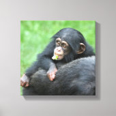 Schimpanse 005 leinwanddruck (Vorderseite)