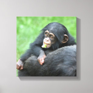 Schimpanse 005 leinwanddruck