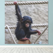 Schimpanse 017 leinwanddruck (Insitu (Holzboden))