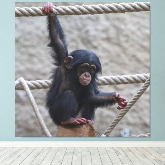 Schimpanse 017 leinwanddruck (Insitu (Holzboden))