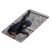 Schimpanse 017 magnet (Linke Seite)