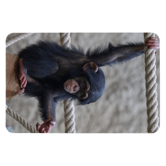 Schimpanse 017 magnet (Horizontal)