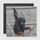 Schimpanse 017 magnetkarte (Vorne/Hinten)