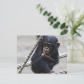 Schimpanse 030 postkarte (Stehend Vorderseite)