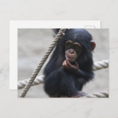 Schimpanse 030 postkarte (Vorne/Hinten)