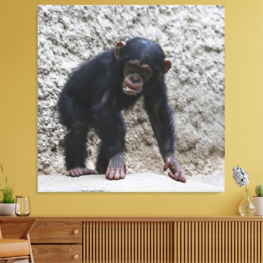 Schimpanse 031 leinwanddruck (Insitu (Wohnzimmer))