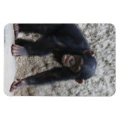 Schimpanse 031 magnet (Horizontal)