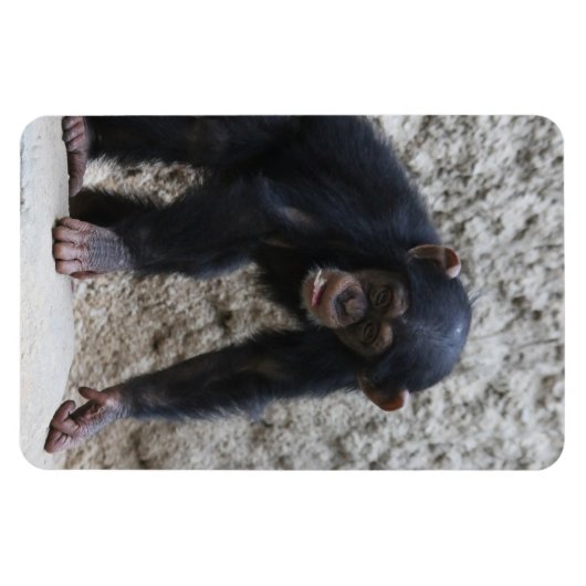 Schimpanse 031 magnet (Horizontal)