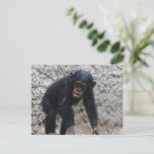 Schimpanse 031 postkarte (Stehend Vorderseite)