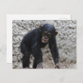 Schimpanse 031 postkarte (Vorne/Hinten)