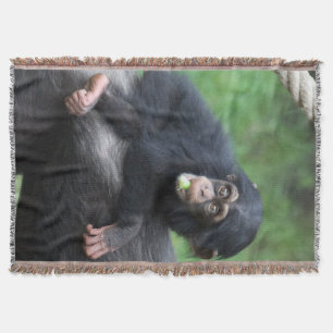 Schimpanse 032 decke
