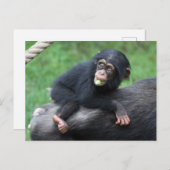 Schimpanse 032 postkarte (Vorne/Hinten)