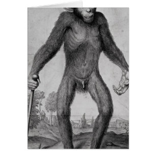 Schimpanse, 1699