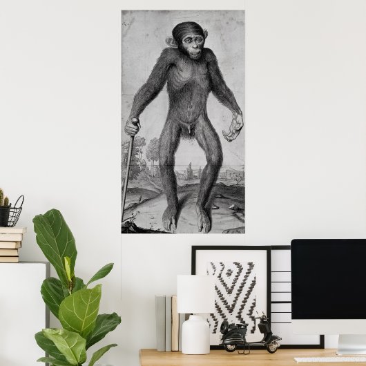 Schimpanse, 1699 poster (Heimbüro)