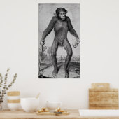 Schimpanse, 1699 poster (Küche)