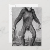 Schimpanse, 1699 postkarte (Vorne/Hinten)