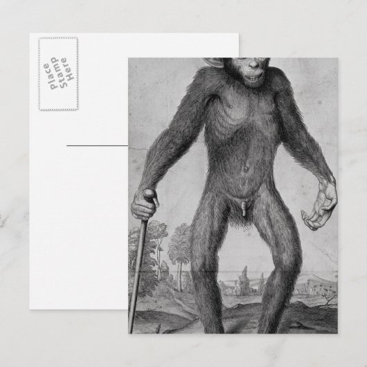 Schimpanse, 1699 postkarte (Vorne/Hinten)