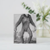 Schimpanse, 1699 postkarte (Stehend Vorderseite)