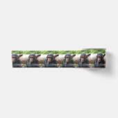 Schimpanse_2015_0504 Satinband (Vorderseite)