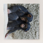 Schimpanse 2020-03-01 puzzle (Horizontal)