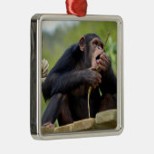 Schimpanse auf dem Pflänzchen und eine Rinde essen Ornament Aus Metall (Rechts)
