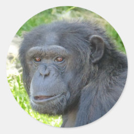 Schimpanse - Aufkleber