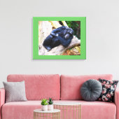 Schimpanse bei Erholung Leinwanddruck (Insitu (Wohnzimmer))
