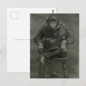 "Schimpanse Dandy" Postkarte (Vorne/Hinten)
