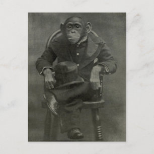 "Schimpanse Dandy" Postkarte