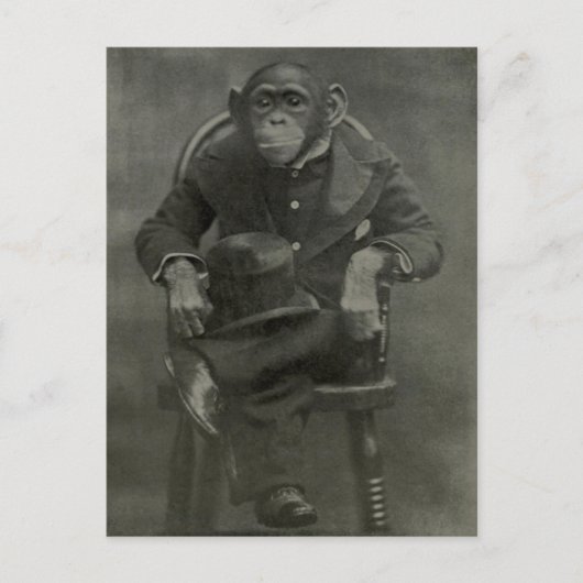 "Schimpanse Dandy" Postkarte (Vorderseite)
