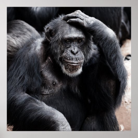 Schimpanse denkt poster (Vorne)
