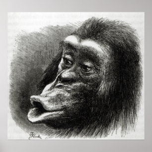 Schimpanse enttäuscht und Sulky Poster