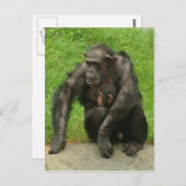 Schimpanse mit Kind - Postkarte (Vorne/Hinten)