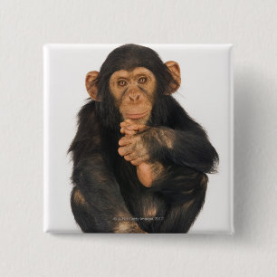 Schimpanse (Pantroglodytes) Button