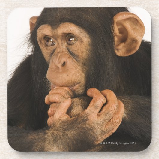 Schimpanse (Pantroglodytes). Junges playfull 2 Untersetzer (Vorderseite)
