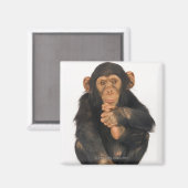 Schimpanse (Pantroglodytes) Magnet (Vorderseite/Rückseite)