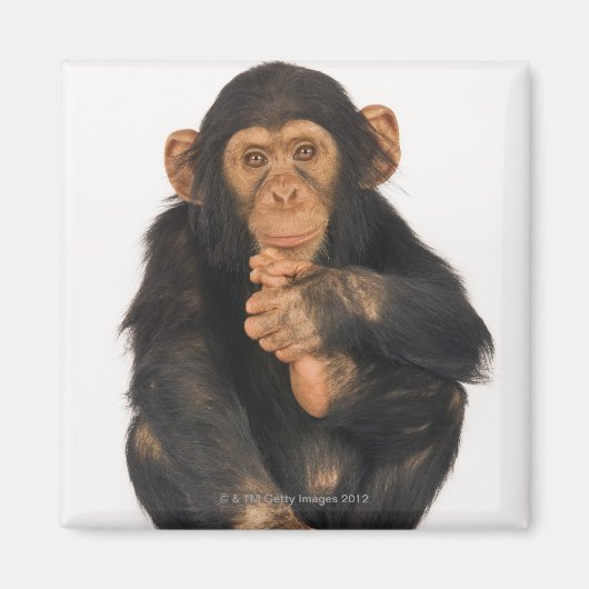 Schimpanse (Pantroglodytes) Magnet (Vorne)