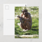 SCHIMPANSE POSTKARTE (Vorne/Hinten)