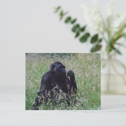 Schimpanse Postkarte (Stehend Vorderseite)