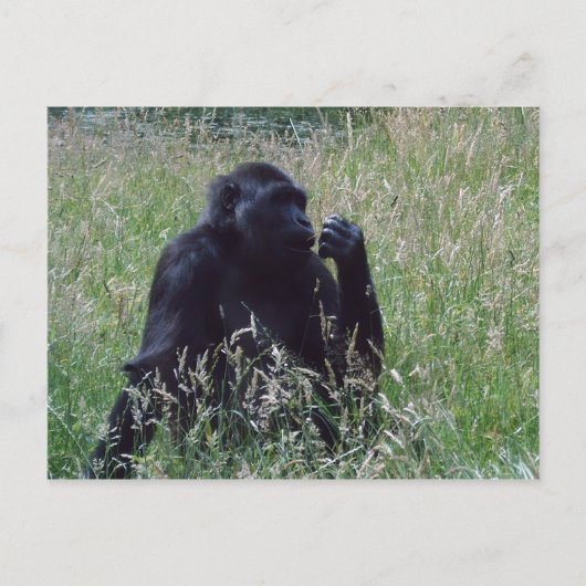 Schimpanse Postkarte (Vorderseite)