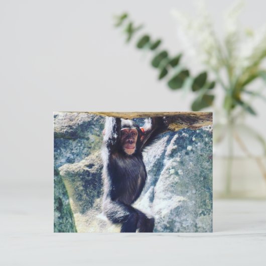 Schimpanse Postkarte (Stehend Vorderseite)