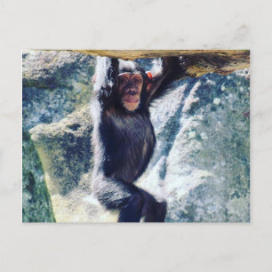 Schimpanse Postkarte