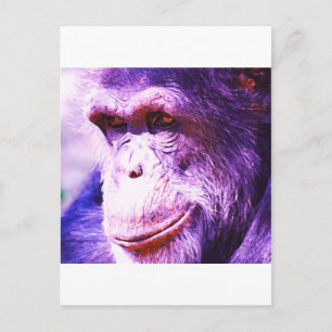 Schimpanse Postkarte