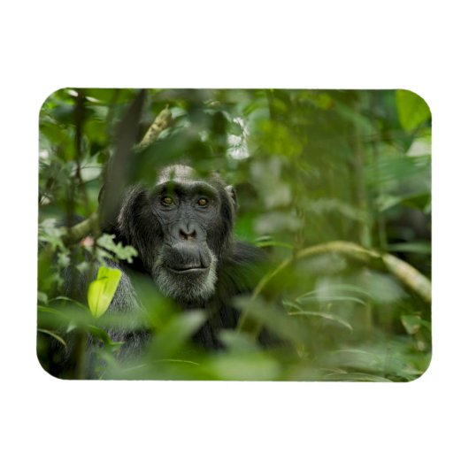 Schimpanse versteckt unter Vegetation Magnet (Horizontal)