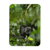 Schimpanse versteckt unter Vegetation Magnet (Vertikal)