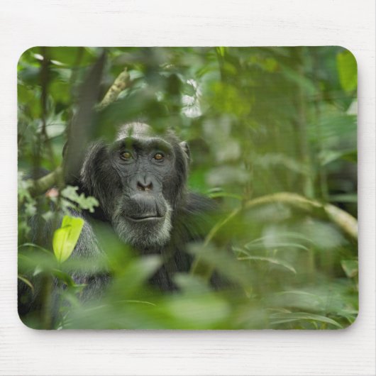 Schimpanse versteckt unter Vegetation Mousepad (Vorne)